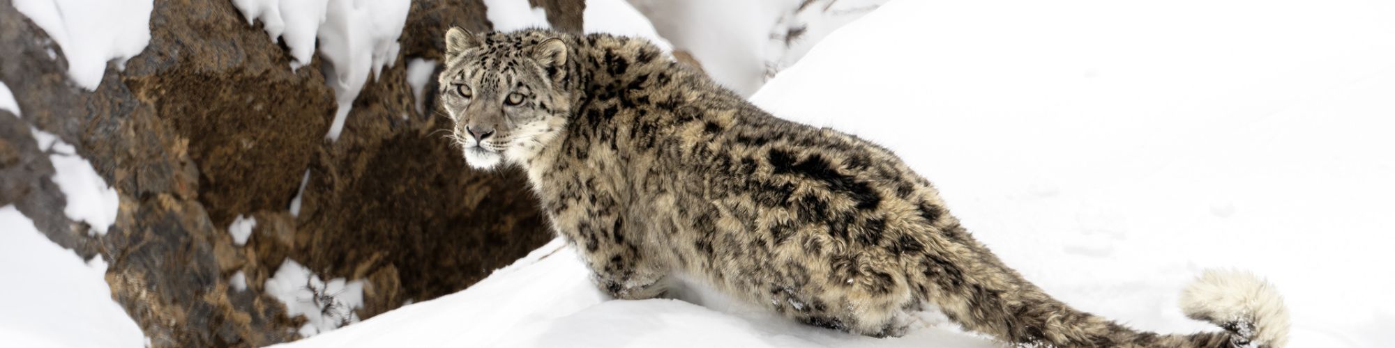 A wild snow leopard looks over its shoulder in deep snow. 