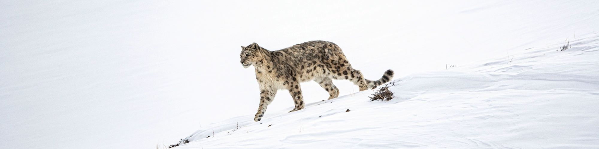 A wild snow leopard walks across a snow-covered mountain.