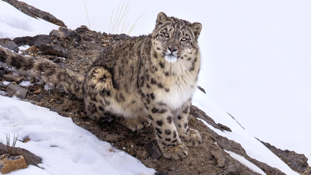 A wild snow leopard sits on a rocky outcrop surrounded by snow.